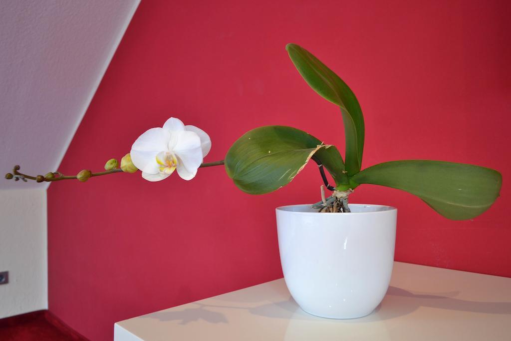Loft Apartments Pulheim Rom bilde